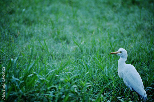 cattle egret on green grass field