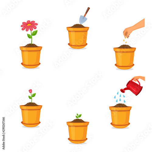 Life circle of flower
