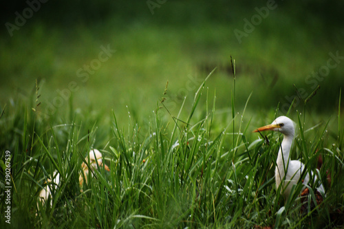 cattle egrets looking for food in the grass field photo