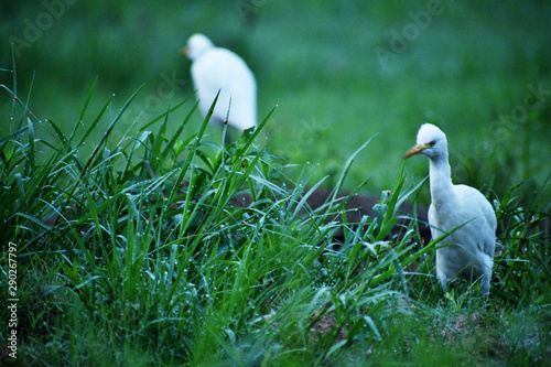 great egret on grass photo