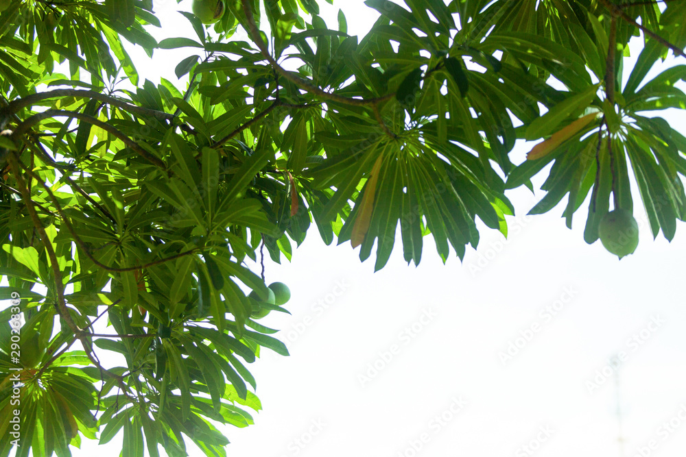 close up nature view of green leaf on blurred greenery background in garden with copy space using as background natural green close up nature view of green leaf on blurred greenery background in garden with copy space using as background natural green