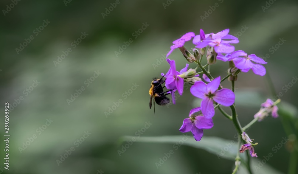 bee on flower bee on flower
