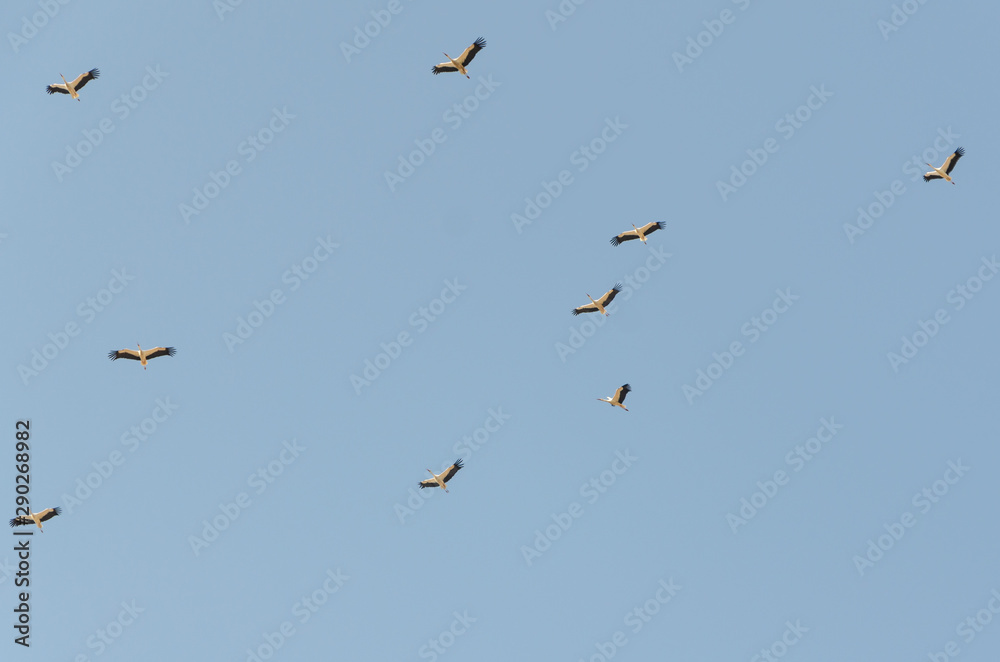 Autumn migration of the stork.