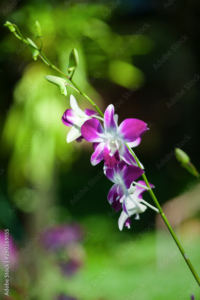 beautiful purple orchid in a garden design for background or wallpaper with copy space    ..