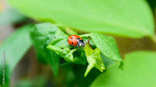 ladybug sitting on a bright green leaf