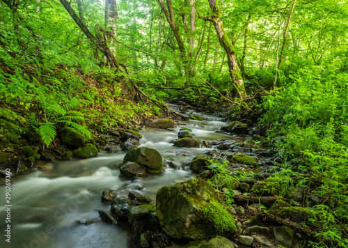 Mountain stream flowing through thick green forest in summer