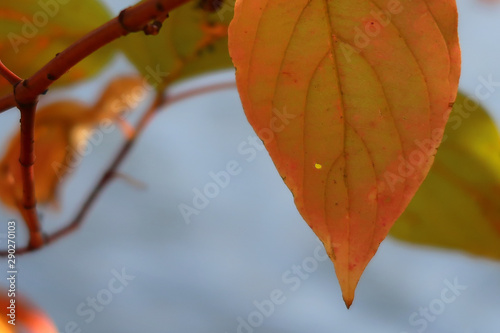 Autumn orange leaf closeup against blue sky