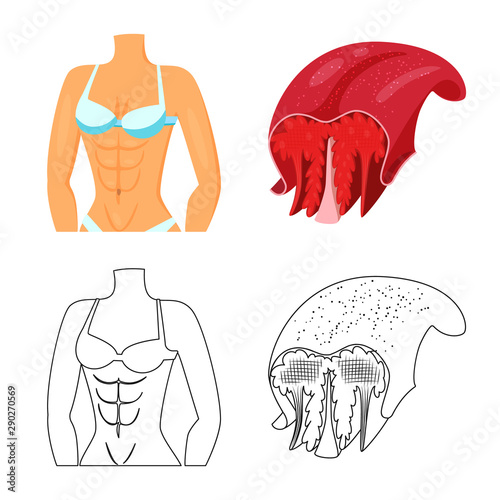 Vector design of fiber and muscular sign. Collection of fiber and body vector icon for stock.