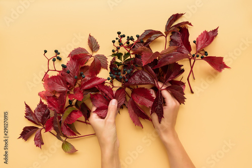Woman's hands holding red leaves of girlish (wild) grape or parthenocissus on orange background. Top view. Flat lay. Autumn composition. photo