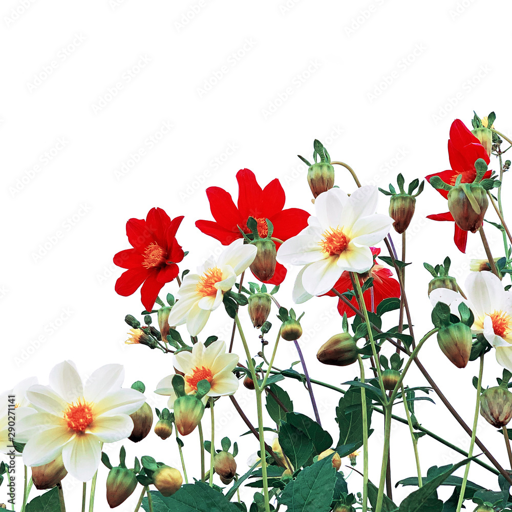 Fototapeta premium Beautiful wildflowers