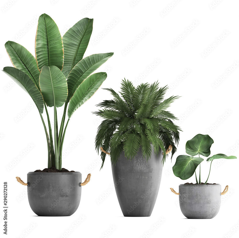 Fototapeta premium collection of ornamental plants in pots