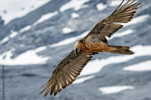 An adult bearded vulture in flight, alps in South Tyrol