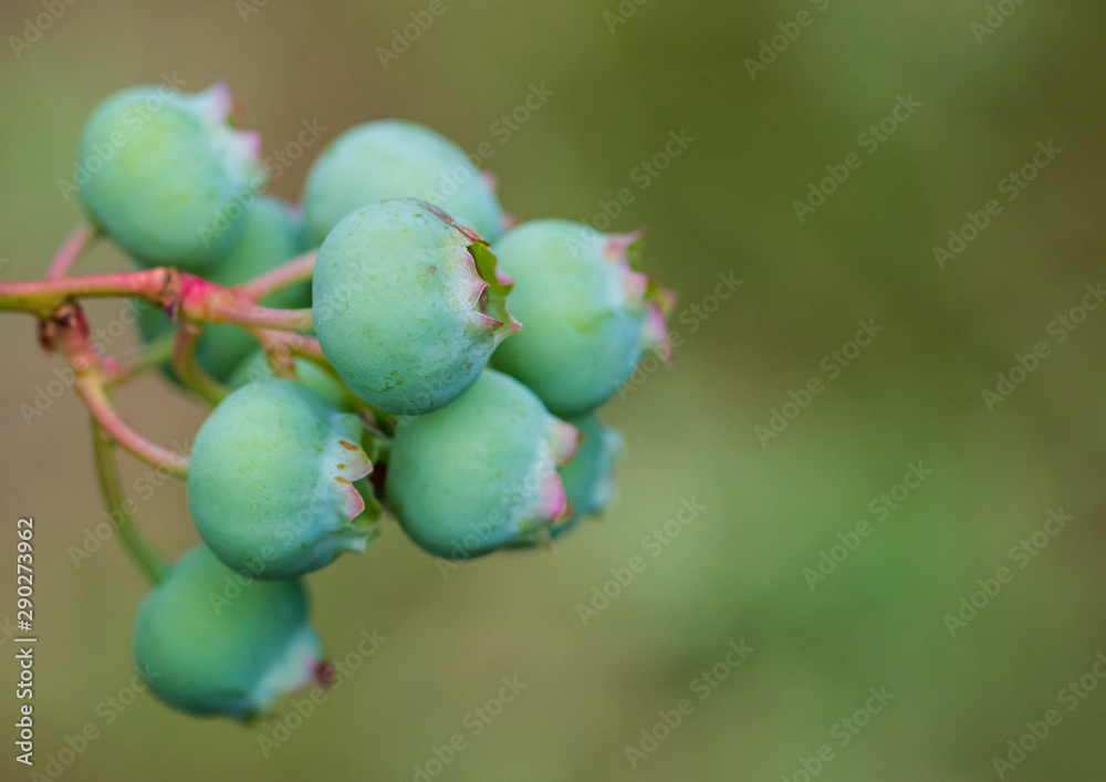 Obraz premium Blueberry Collective