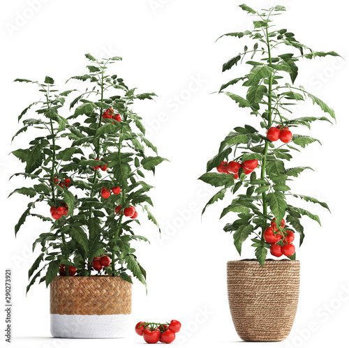 Decorative tomato on a white background in pots