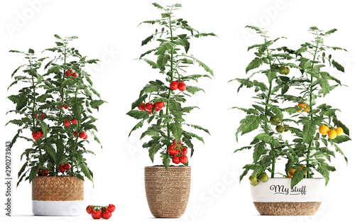 Decorative tomato on a white background in pots