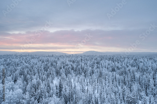 Aerial view of boreal forest in Pyhä-Luosto National Park during sunset in winter.