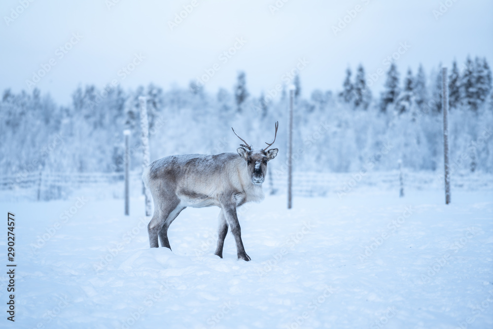 Reindeer standing on a snow and looking at the camera in Äkäslompolo, Lapland, Finland Reindeer standing on a snow and looking at the camera in Äkäslompolo, Lapland, Finland