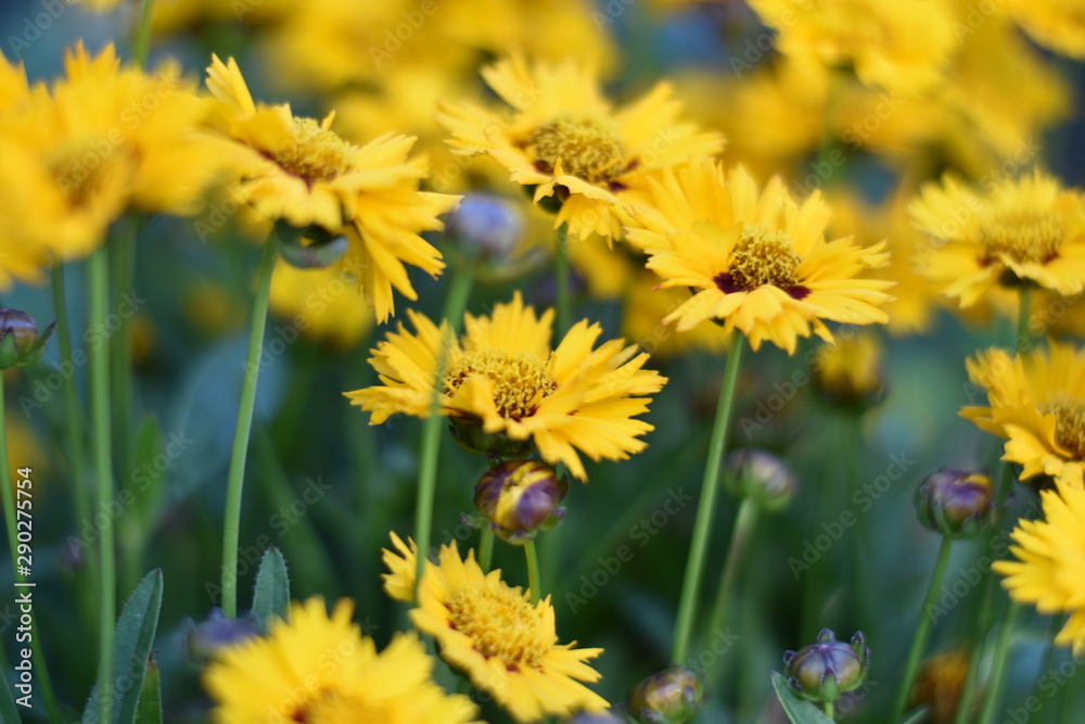 Mädchenauge (Coreopsis grandiflora) Mädchenauge (Coreopsis grandiflora)