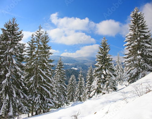 Winter landscape with snowed trees, panoramic view of the valley and forest in mountain, pine trees covered by snow at countryside.
