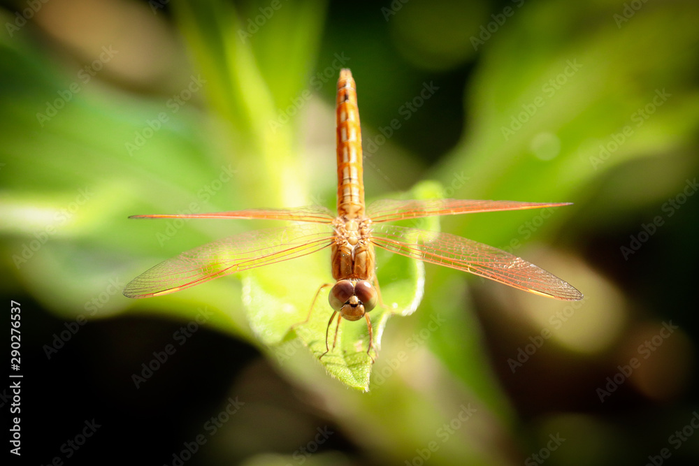 dragonfly on leaf