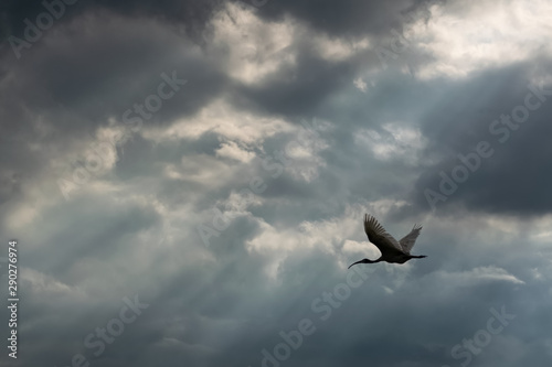 bird and the sun rays