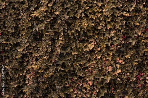 ivy wall, weaving plant, background, for website design