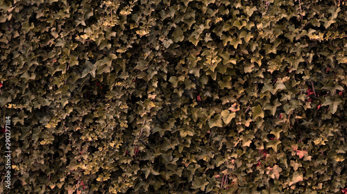 ivy wall, weaving plant, background, for website design