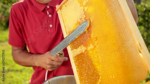 beekeeper cuts wax from honeycomb frame with a special electrik knife photo