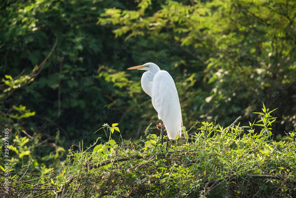 Great White Egret in forest environment, Pantanal,Brazil Great White Egret in forest environment, Pantanal,Brazil