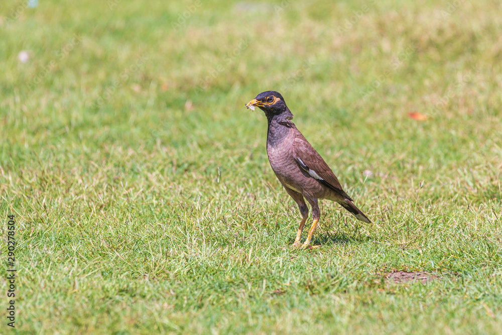 Mynah with prey on grass Mynah with prey on grass