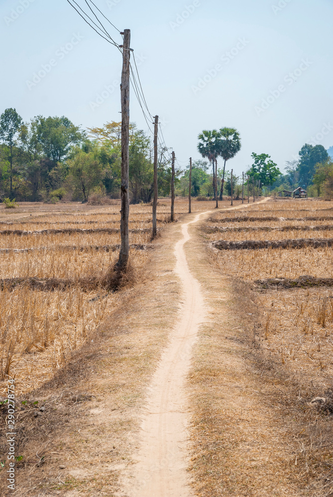 Dry rice paddies, Don Det island, Laos