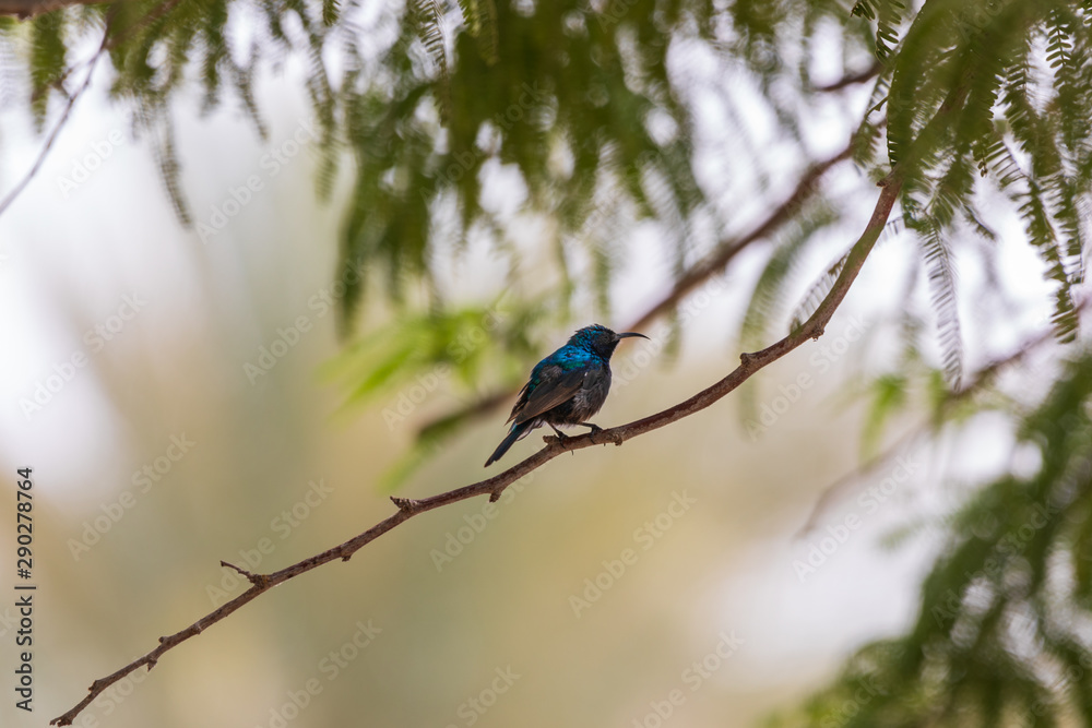Fototapeta premium Shiny male palestine sunbird on branch