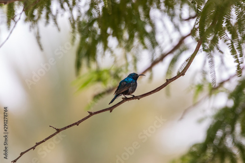 Shiny male palestine sunbird on branch