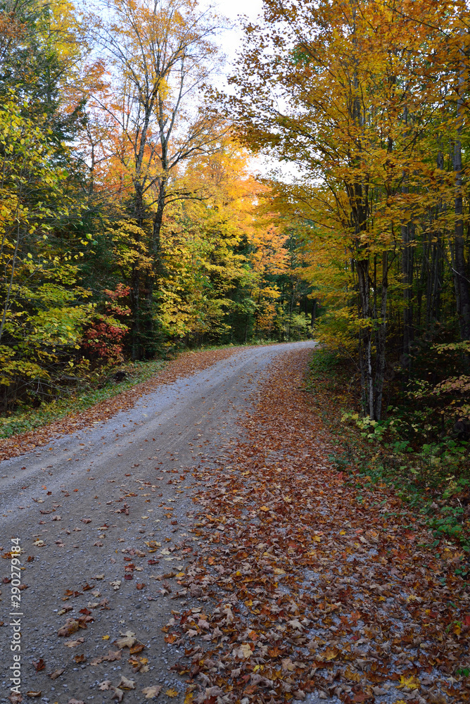  fallen leaves on a country road