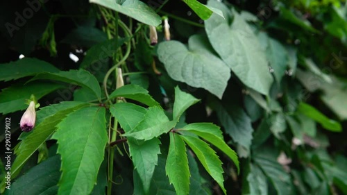 Wallpaper Mural  Leaves of hedge with a violet flower Torontodigital.ca