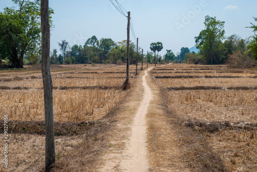 Dry rice paddies, Don Det island, Laos © dinozzaver
