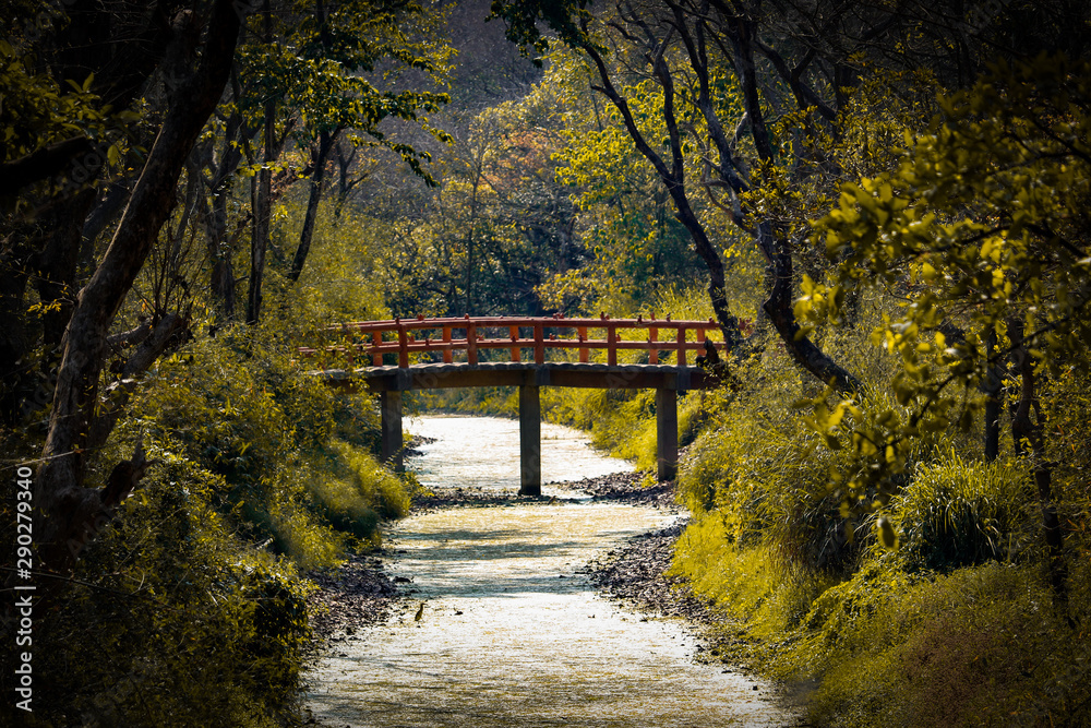 Fototapeta premium bridge in the park