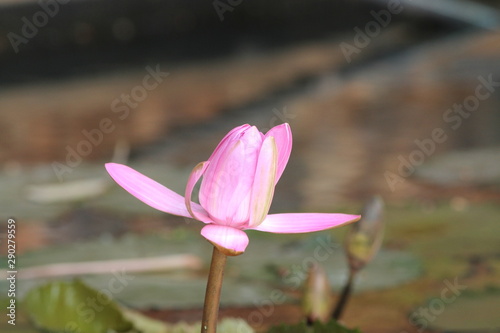 pink lotus flower