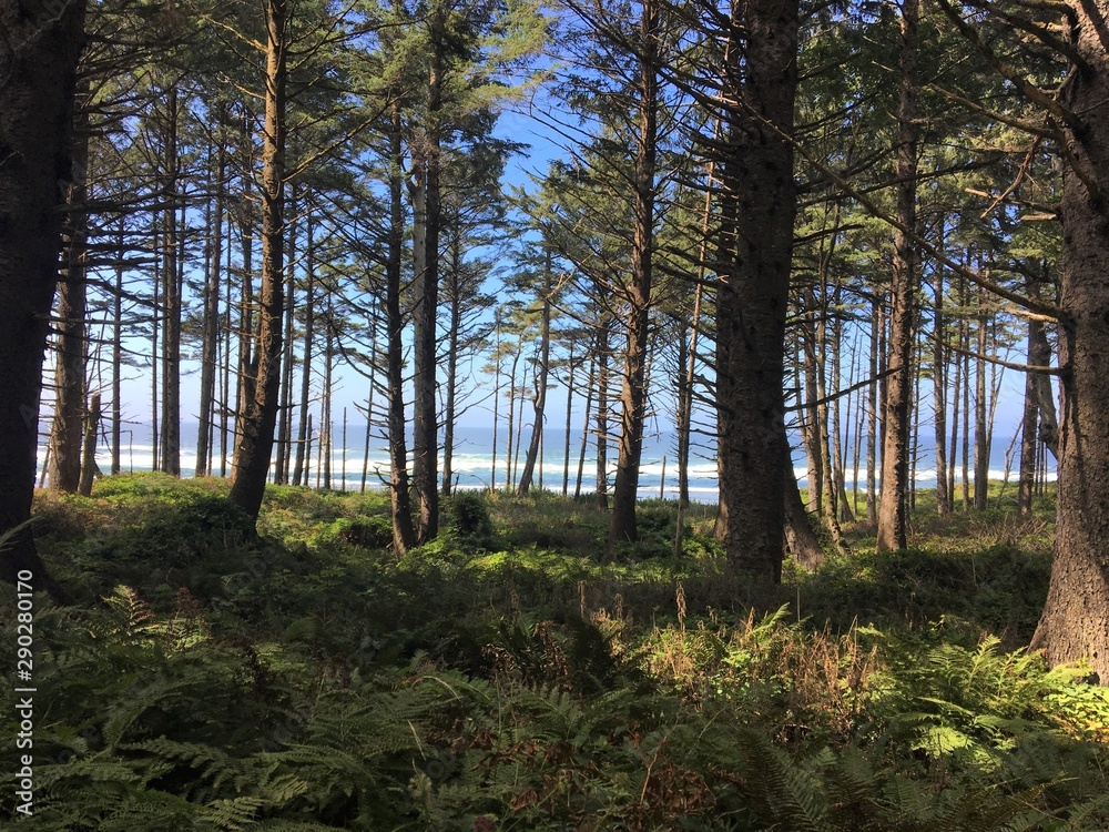 Fototapeta premium morning in the forest