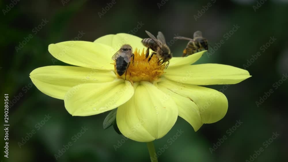 Three Bees Collect Floral Nectar from a Yellow Autumn Flower. Three Bees Collect Floral Nectar from a Yellow Autumn Flower.