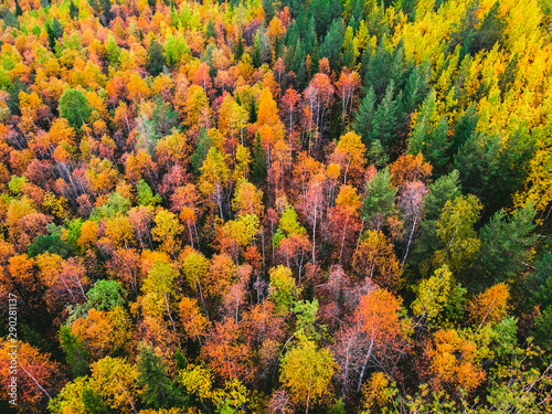 Beautiful autumn forest with yellow and red trees, aerial top view
