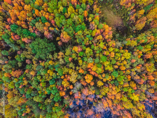 Beautiful autumn forest with yellow and red trees, aerial top view © Parilov