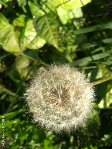 dandelion on green background of grass