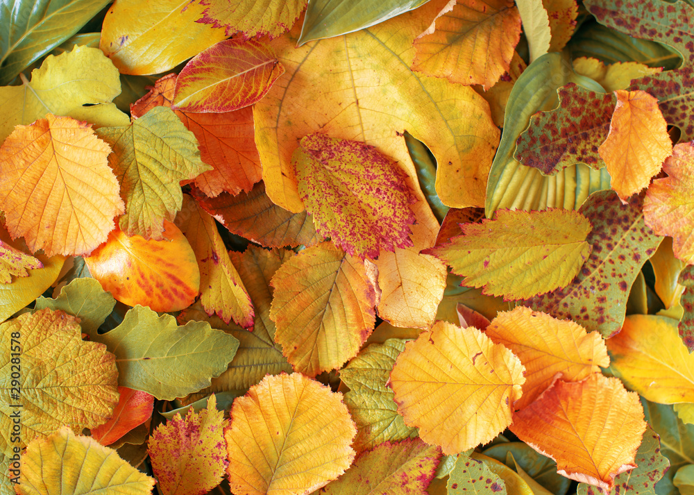 Fototapeta premium Yellow autumn leaves as a background.