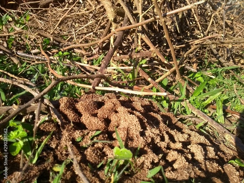 grass in soil