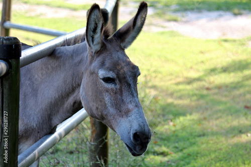friendly donkey