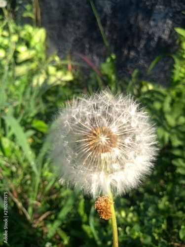 dandelion on green background of blue sky