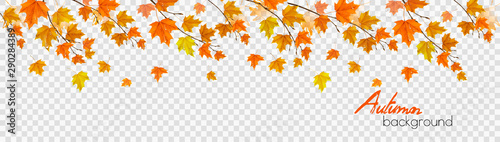 Nature autumn panorama with colorful leaves and raindrops on transparent background. Vector
