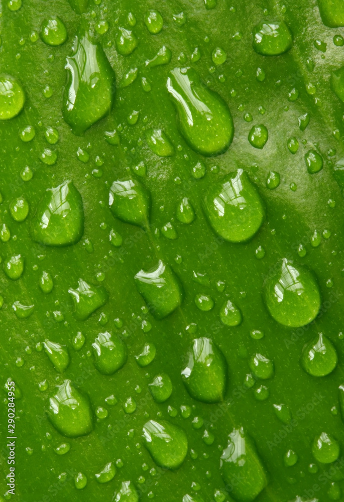 Rain Drops on a Tropical Green Plant Leaf