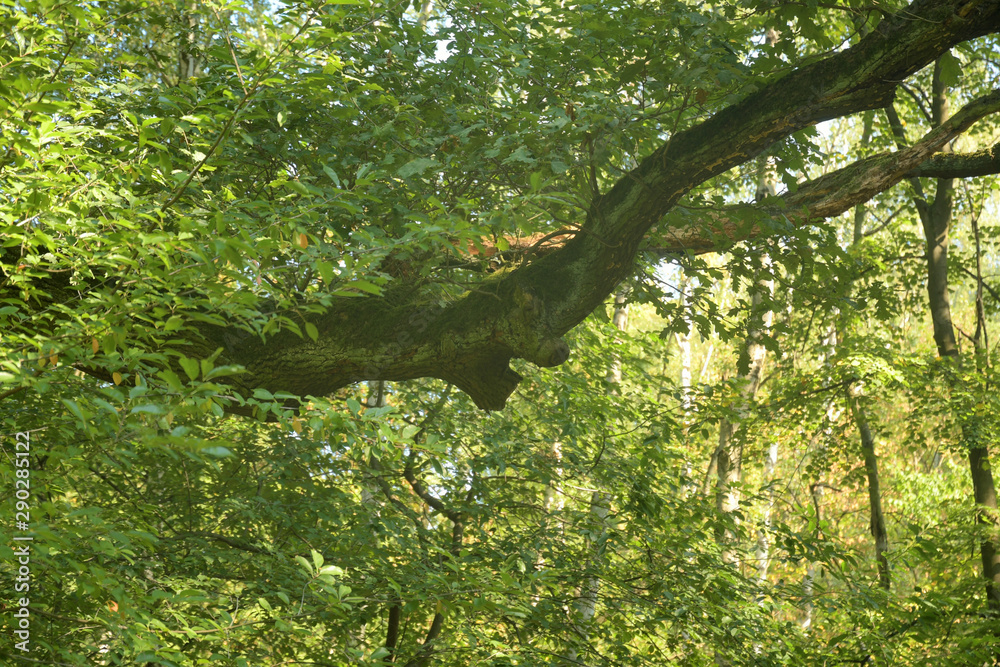 Fototapeta premium baumgeist
